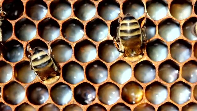 Reproduction of bees. From the egg to the larva. Feeding the larvae with bee milk. The picture is interesting for entomologists.Reproduction of bees. From the egg to the larva. Feeding the larvae with