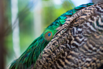 Close up of peacock with beautiful eye feathers. 