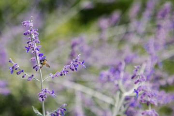 Bees on lavender blooms in cottage garden