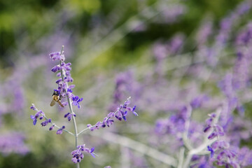 Bees on lavender blooms in cottage garden