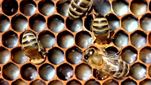 The eggs laid by the queen bee in the honeycomb, the bees are poured with milk.
The picture is interesting for entomologists

