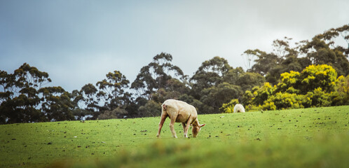 Sheep eating grass on mountain on a sunny day