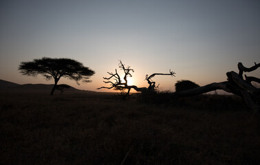 Fototapeta na wymiar Sunset in Africa. Kenya. 