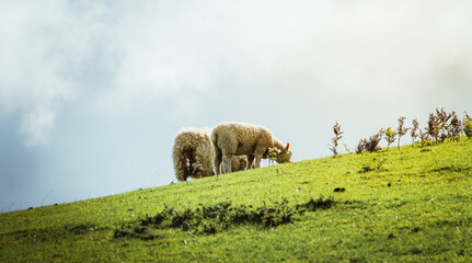 Sheep eating grass on mountain on a sunny day