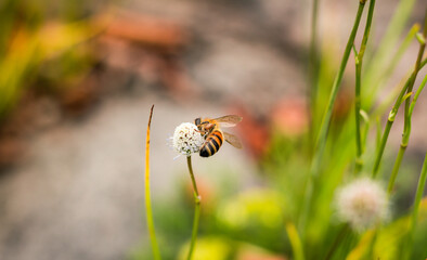 Bee on flower collecting pollen on a sunny day