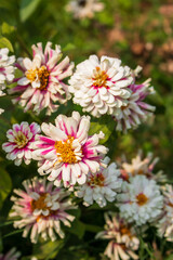 Obraz na płótnie Canvas Close up of Zinnia Marylandica 'Double Zahara White' flowers