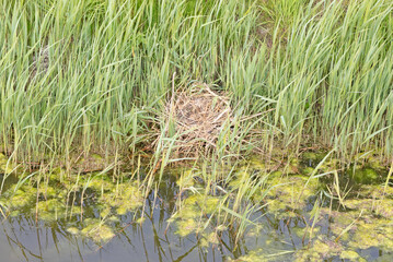 Coot`s nest coot without eggs