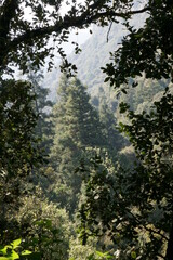 Obraz na płótnie Canvas Pine Tree in Mexican Park