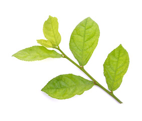 Naklejka na ściany i meble green siamese rough bush leaves use for herb concept.