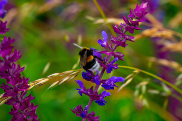 purple and multicolored flowers through the grass on the plain