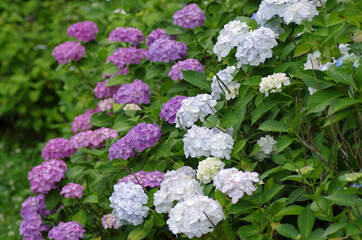 満開を迎えた紫陽花