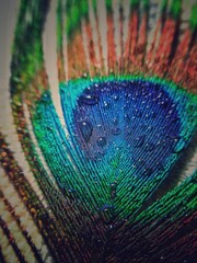 Obraz premium Dew drops on peacock feather close up