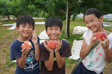 桃狩りを楽しむ子供達　少年少女　兄妹　味覚狩り　桃園　果実　果樹園　フルーツ　幸せ　健康　楽しい　家族　
