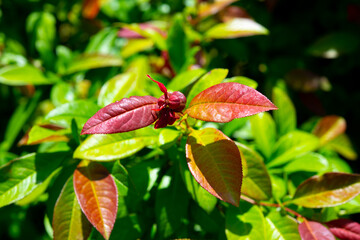 purple and multicolored flowers through the grass on the plain