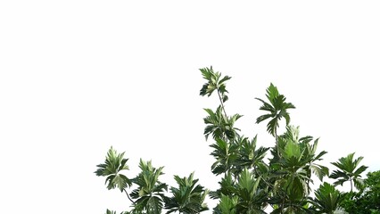 Breadfruit plant leaves with branches and wind blowing  on white isolated background for green foliage backdrop 