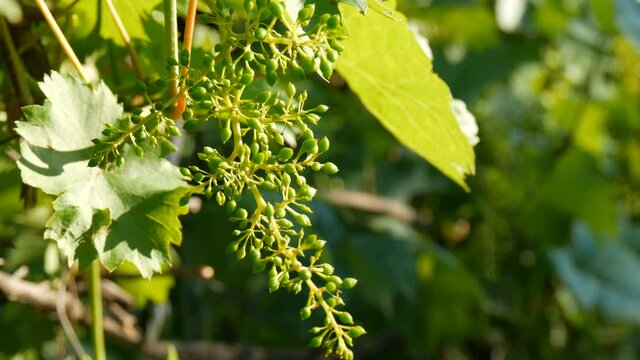 A branch of young unripe green grapes in the vineyard on a summer evening in the setting sun.