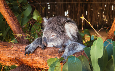 Koala sleeping on a log in Australia. Wild life
