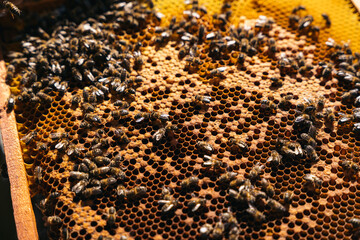 Closeup of a beekeeper holding a honeycomb full of bees.