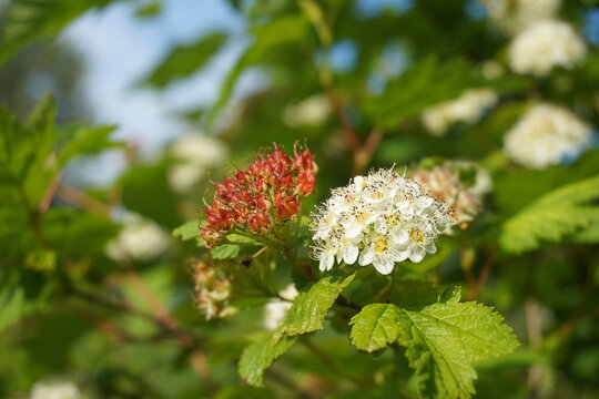 Flowering ninebark shrub close up. Physocarpus capitatus, commonly called Pacific ninebark or tall ninebark