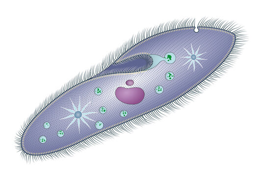 Paramecia