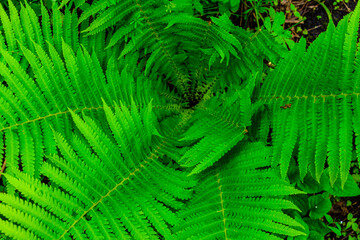 Background of the green fern. Top view. Natural pattern