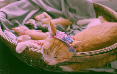 portrait of mother cat wear woolen hat, close eyes, lay down in basket with newborn kitten