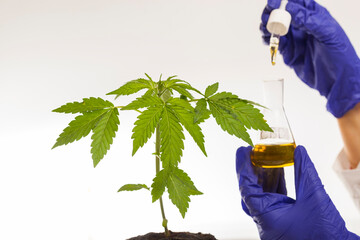 scientific study of medical cannabis