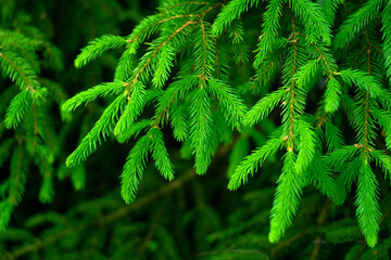 Green spruce branches, blurred background