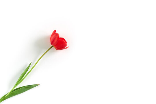 Bright red tulip on a white background.