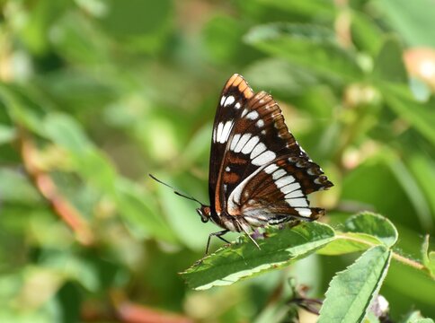 Lorquin's Admiral butterfly sitting on a leaf. Missing a chunk of one wing, appears injured.  Imperfect beauty.
