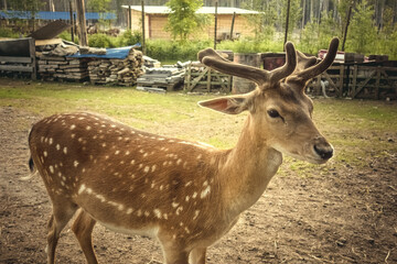 Young spotted deer in the reserve