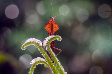 Brown Mantish on Tiny Flower