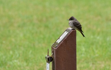 Small bird (a Flycatcher) sitting on a campground post.
