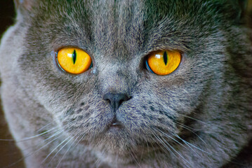 close up of a cat