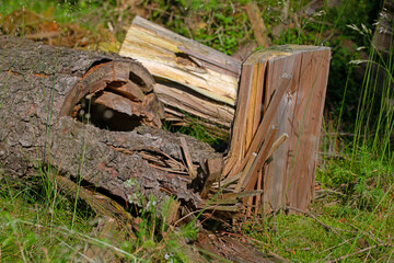 Totholz im Wald in einer Nahaufnahme