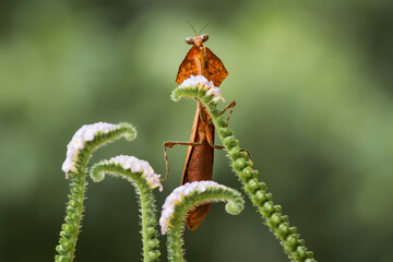 Brown Mantish on Tiny Flower