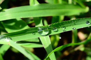 dew on grass
