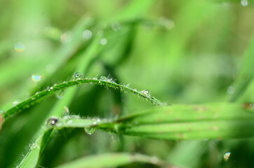 dew on grass