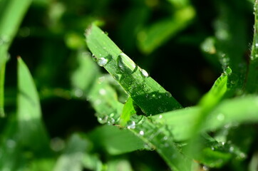 dew on grass