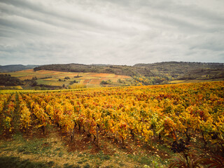 Un vignoble automnal. Des vignes pendant l'automne. La Côte-d'Or. Des vignes jaunes te dorées pendant l'automne. Un paysage de vignes pendant l'automne