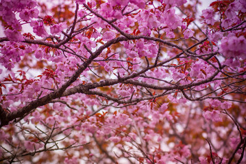 Fototapeta premium Spring flowers. Delicate spring background. Sakura 