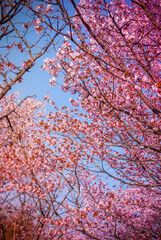 Spring flowers. Delicate spring background. Sakura 