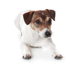 Cute Jack Russel Terrier on white background