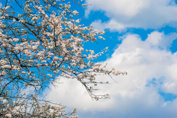Spring flowers. Delicate spring background. Sakura 