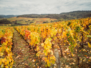 Naklejka premium feuillage automnal dans les vignes de Bourgogne