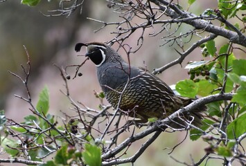 California Quail hiding in a tree.  Beautiful, unusual bird.  Out of focus foliage in background.