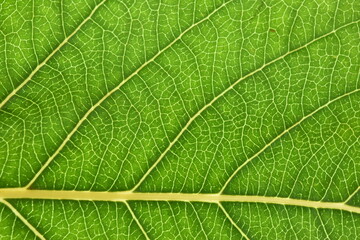 Macro of green leaf, good for background.
