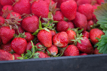 Ripe red strawberries on locally farmers market