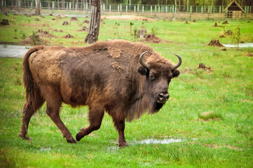 Big European wood bison (Bison bonasus, wisent) walking among green grass at Bialowieza Forest © Lina