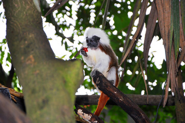 The cotton-top tamarin (Saguinus oedipus), small tropical monkey eating fruit in the rainforest